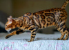 Photo №2 to announcement № 126077 for the sale of bengal cat - buy in Serbia breeder