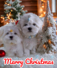 Photo №1. maltese dog - for sale in the city of Kiev | 1500$ | Announcement № 84732