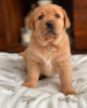 Photo №1. labrador retriever - for sale in the city of Helsinki | 600$ | Announcement № 51135