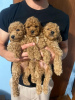 Photo №2 to announcement № 106326 for the sale of poodle (toy) - buy in Serbia 