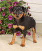 Photo №1. miniature pinscher - for sale in the city of Prague | negotiated | Announcement № 96378