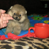 Additional photos: Pomeranian Spitz, sable puppies!