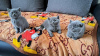 Photo №1. british shorthair - for sale in the city of Штутгарт | 687$ | Announcement № 111867