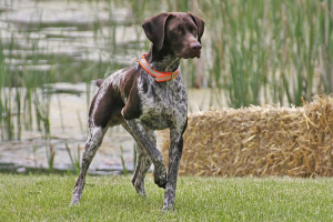 Photo №1. Mating service - breed: german shorthaired pointer. Price - 200$