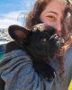 Photo №2 to announcement № 122982 for the sale of french bulldog - buy in Germany private announcement