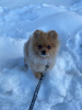 Photo №4. I will sell pomeranian in the city of Warsaw. private announcement - price - 554$