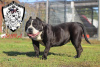 Photo №4. I will sell american bully in the city of Zielona Góra. breeder - price - 3613$