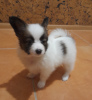 Photo №2 to announcement № 13261 for the sale of papillon dog - buy in Russian Federation private announcement, from nursery, breeder