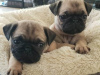 Photo №1. pug - for sale in the city of Pilsen | negotiated | Announcement № 48995