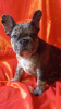 Photo №1. french bulldog - for sale in the city of Bobruisk | 491$ | Announcement № 41428