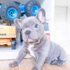 Photo №4. I will sell french bulldog in the city of Leeuwarden. breeder - price - negotiated