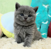 Photo №3. British Shorthair Grey Male and Female Breed for Sale. United States