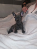 Photo №4. I will sell french bulldog in the city of Koblenz. private announcement - price - 449$