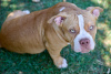 Additional photos: American Bully puppies for sale