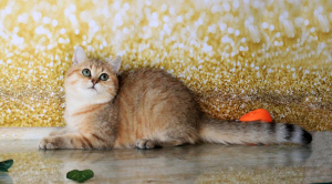 Photo №1. scottish fold - for sale in the city of Zhashkov | Is free | Announcement № 771