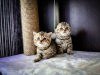 Photo №1. scottish fold - for sale in the city of Minsk | 60$ | Announcement № 10810