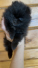 Photo №2 to announcement № 33354 for the sale of pomeranian - buy in Russian Federation private announcement
