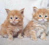 Photo №2 to announcement № 84180 for the sale of maine coon - buy in Finland private announcement