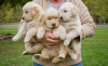 Photo №1. golden retriever - for sale in the city of Vienna | negotiated | Announcement № 77604