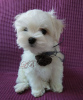 Photo №2 to announcement № 16254 for the sale of maltese dog - buy in Ukraine from nursery