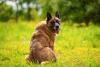 Photo №4. I will sell malinois in the city of Москва. private announcement - price - Is free