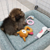 Photo №4. I will sell pomeranian in the city of London. private announcement - price - Is free