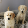 Photo №3. Potty ( Toilet ) Trained Golden Retriever Puppies available now for sale. Germany