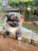 Photo №1. non-pedigree dogs - for sale in the city of Huntsville | 420$ | Announcement № 84374