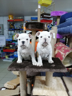 Photo №4. I will sell english bulldog in the city of Grodno. private announcement - price - 378$