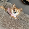Photo №4. I will sell chihuahua in the city of Munich. breeder - price - 423$