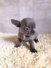 Additional photos: Puppy for sale chihuahua blue and white