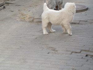 Photo №2 to announcement № 2213 for the sale of central asian shepherd dog - buy in Belarus from nursery