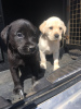 Additional photos: Labrador Retriever puppies.