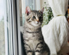 Additional photos: Charming striped kitten Lyolik is looking for a home and a loving family!