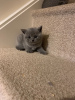 Photo №4. I will sell british shorthair in the city of Sydney. private announcement - price - 370$