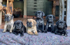 Photo №1. cane corso - for sale in the city of Uskavagh | negotiated | Announcement № 120577