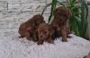 Additional photos: Toy red poodle puppies for sale