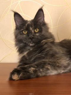 Photo №2 to announcement № 2026 for the sale of maine coon - buy in Russian Federation from nursery