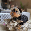 Photo №4. I will sell yorkshire terrier in the city of Los Angeles. breeder - price - 400$