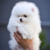 Photo №3. pomeranian. Germany