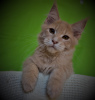 Photo №1. maine coon - for sale in the city of Sevastopol | 256$ | Announcement № 7817