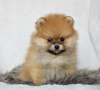 Photo №1. pomeranian - for sale in the city of Дортмунд | Is free | Announcement № 98235