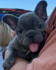 Photo №1. french bulldog - for sale in the city of London | negotiated | Announcement № 74390