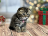 Photo №1. scottish fold - for sale in the city of New York | 280$ | Announcement № 100497