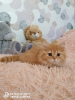 Photo №2 to announcement № 21802 for the sale of british longhair - buy in Russian Federation from nursery