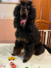 Additional photos: Miniature/small poodle puppies (shen) boys 7 months