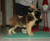 Photo №2 to announcement № 17921 for the sale of st. bernard - buy in Russian Federation private announcement