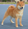 Photo №2 to announcement № 92827 for the sale of shiba inu - buy in Serbia breeder