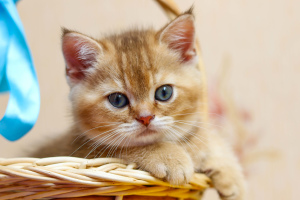 Photo №3. Scottish kitten, boy. Belarus