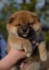 Photo №2 to announcement № 81238 for the sale of shiba inu - buy in Belarus from nursery